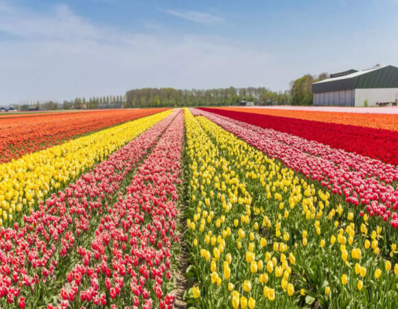 Tulip Garden